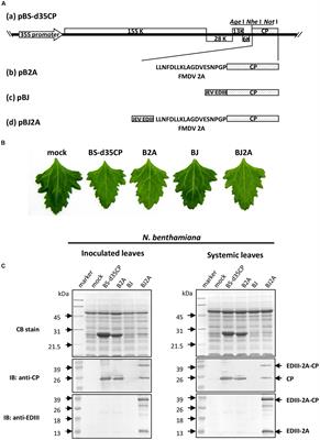 Production of Japanese Encephalitis Virus Antigens in Plants Using Bamboo Mosaic Virus-Based Vector